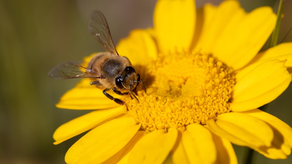 brown bee on a flower close-up photography