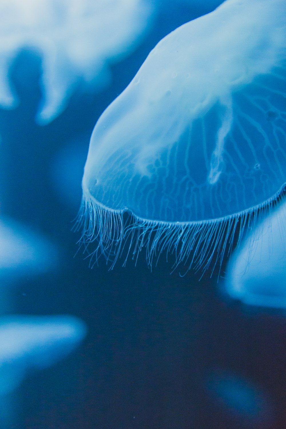 a close up of a jellyfish in the water