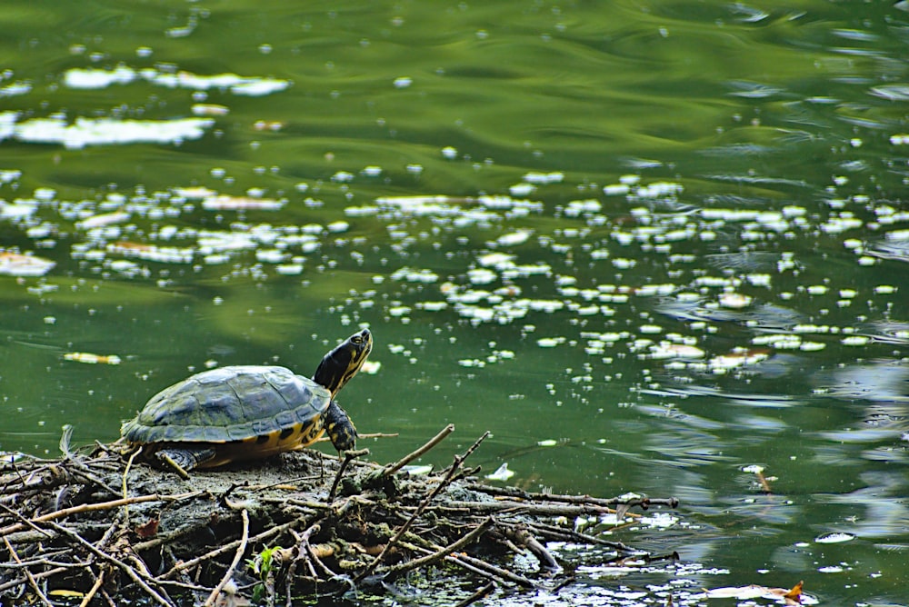 turtle on twigs beside water