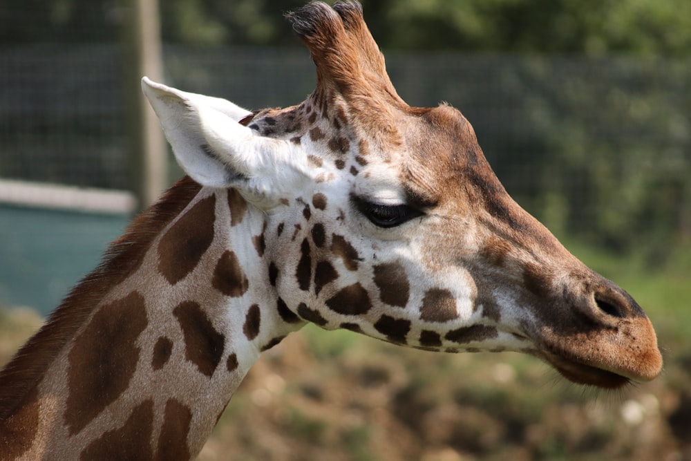 shallow focus photo of white and brown giraffe