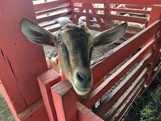 A rustic barn with hay bales and curious goats peeking out.