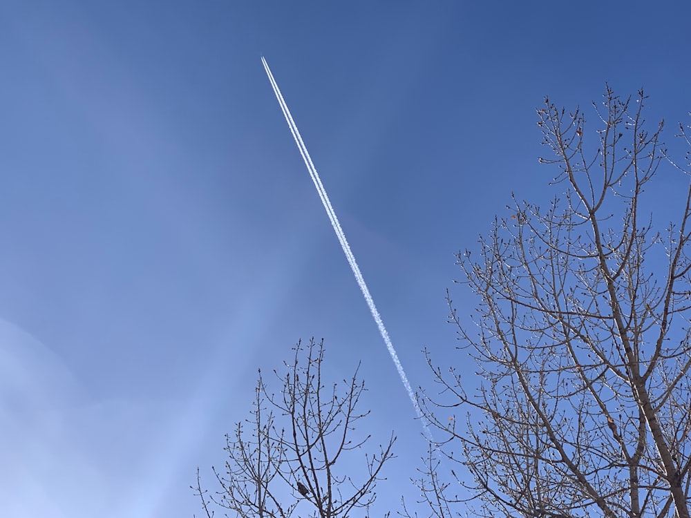 brown trees under blue sky