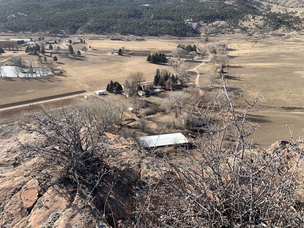 withered plant on top of mountain