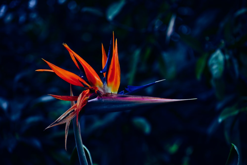 closeup photo of orange flowers