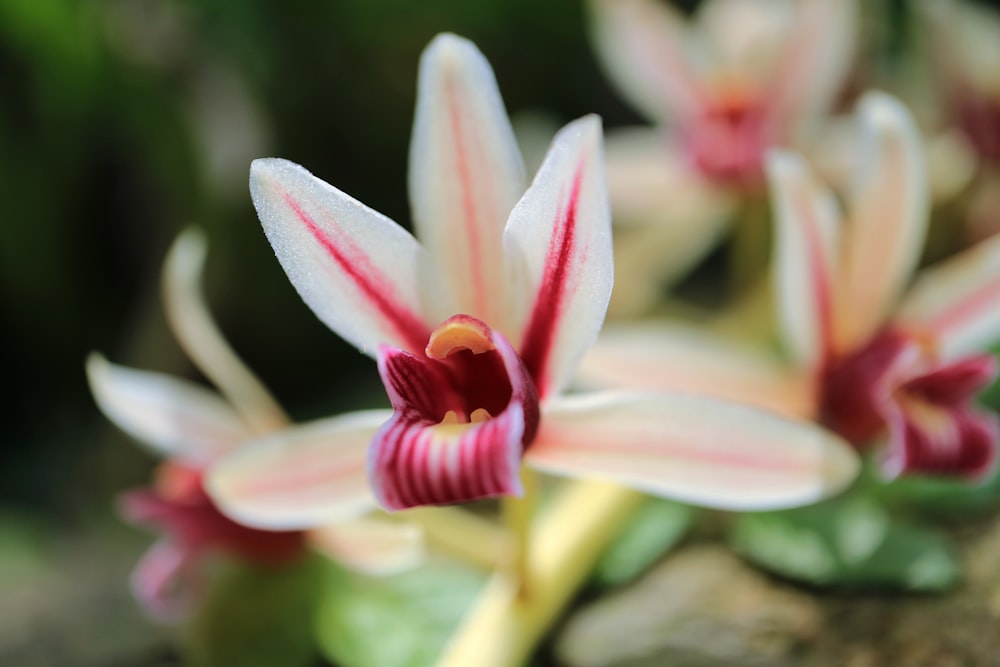 white-petaled flowers