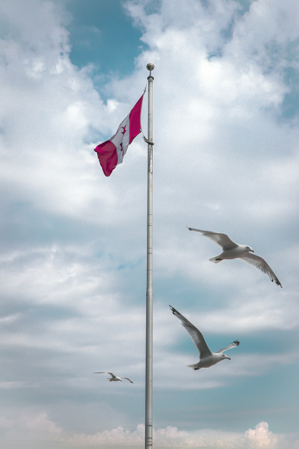 flag of Peru waving on pole