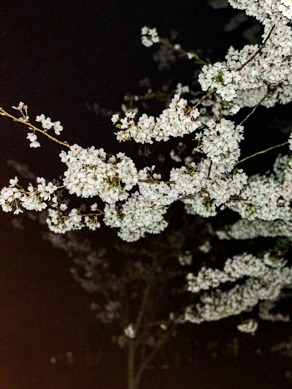 white petaled flowers