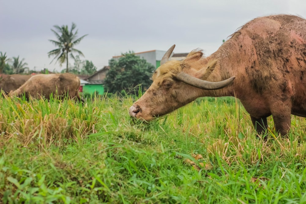 water buffalo standing on grass field at daytime