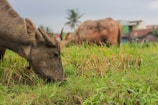 A close-up of a large animal grazing in a lush, green field. Another similar animal is seen in the background. The field is surrounded by distant trees and a few houses are partially visible, with a cloudy sky overhead.