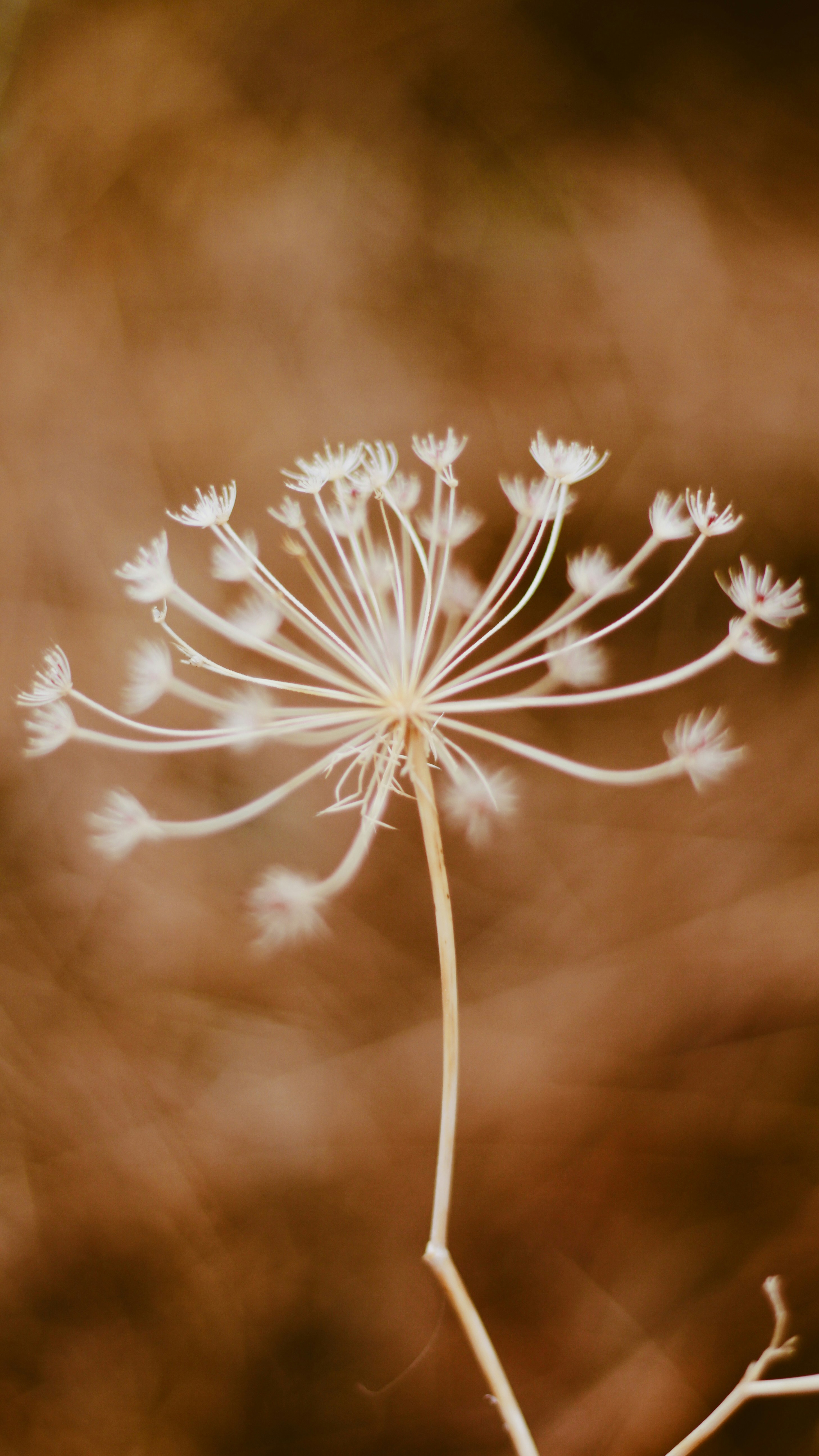 Photo by dhayaeddinebentaleb