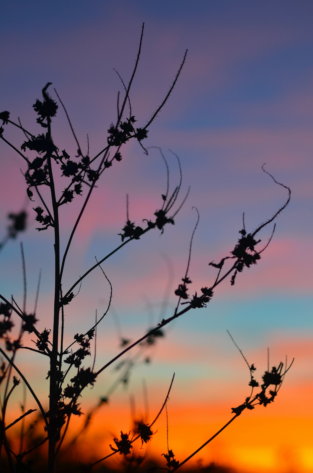 a tree branch with a sunset in the background