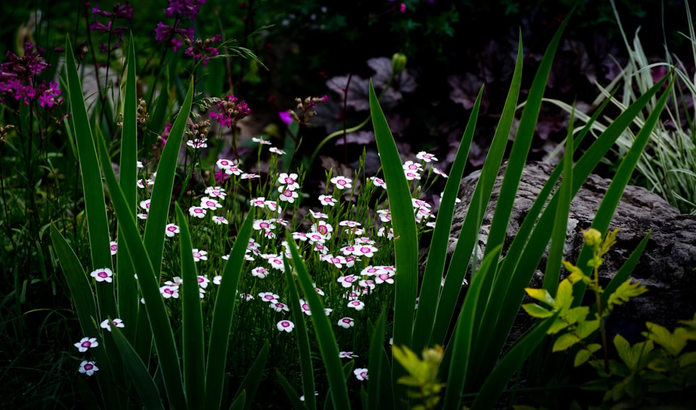 white-petaled flowers digital wallpaper