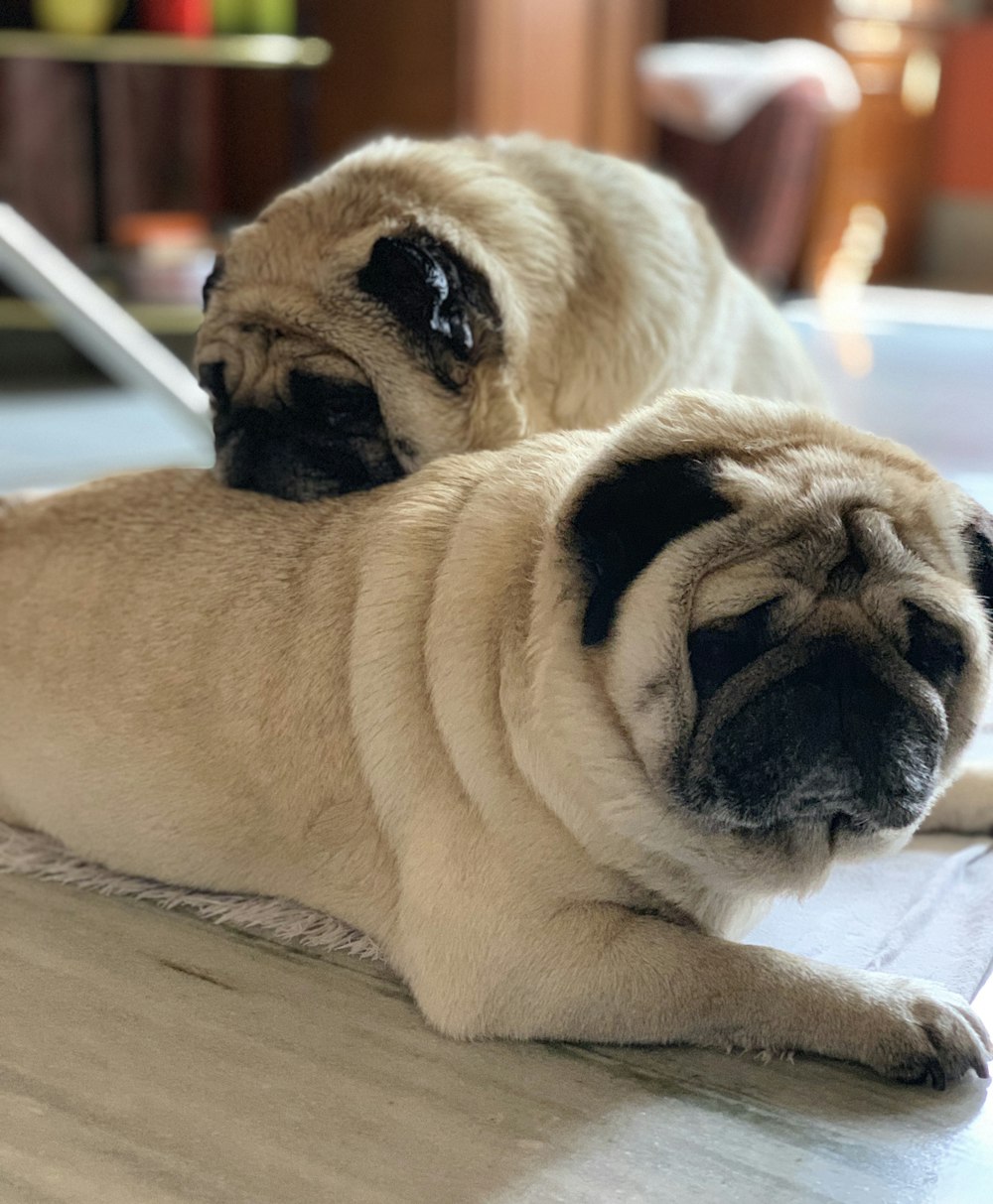 two adult fawn pugs on brown surface