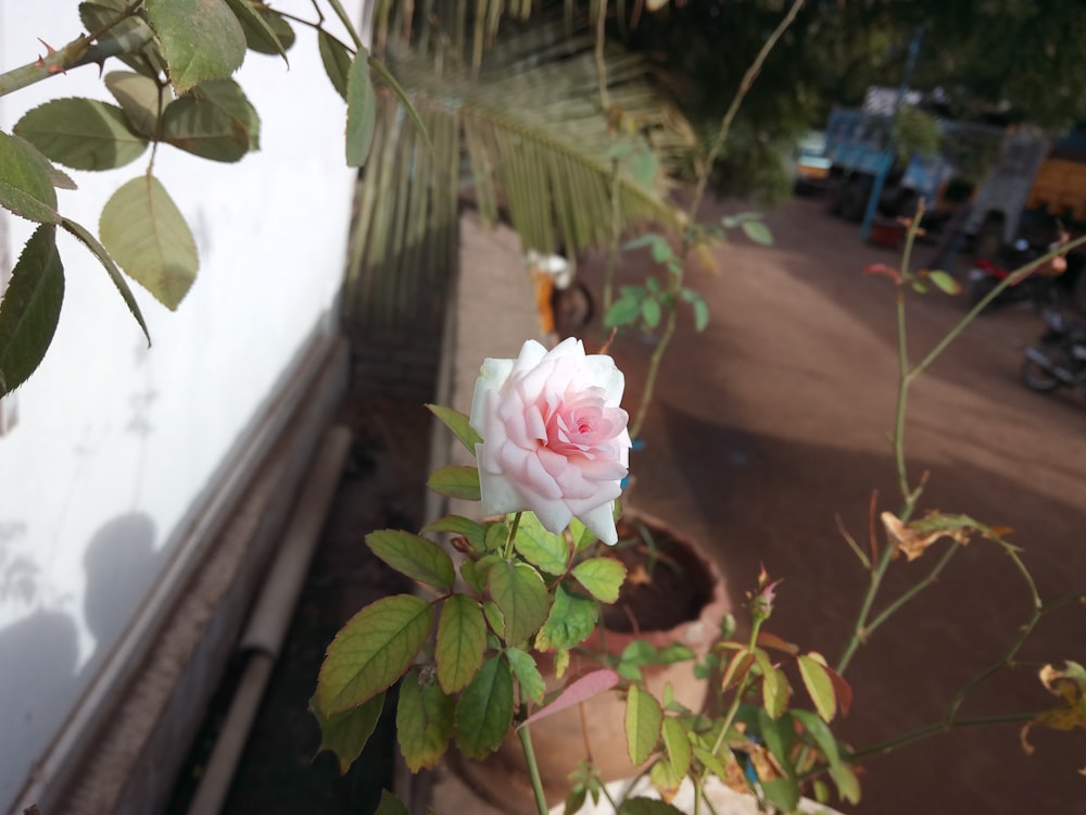 flor de pétalos blancos