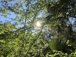 Sunlight filtering through soft green leaves in a peaceful forest.