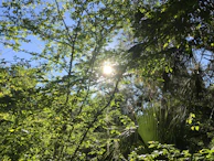 Soft rays of sunlight filtering through delicate green leaves in a tranquil forest.