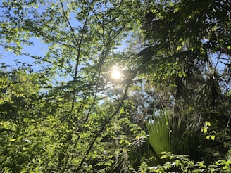 Sunlight filtering through trees in a peaceful forest setting.