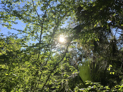 Sunlight filtering through lush green trees near a peaceful retreat chapel.