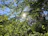 Soft sunlight filtering through lush green leaves in a peaceful forest.
