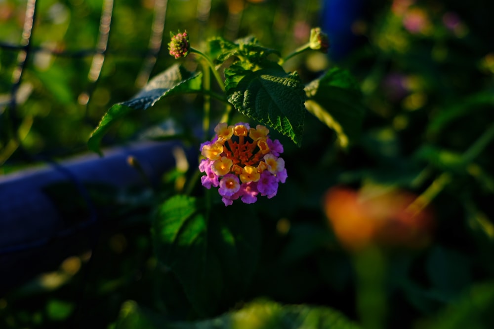 purple and yellow petaled flowers