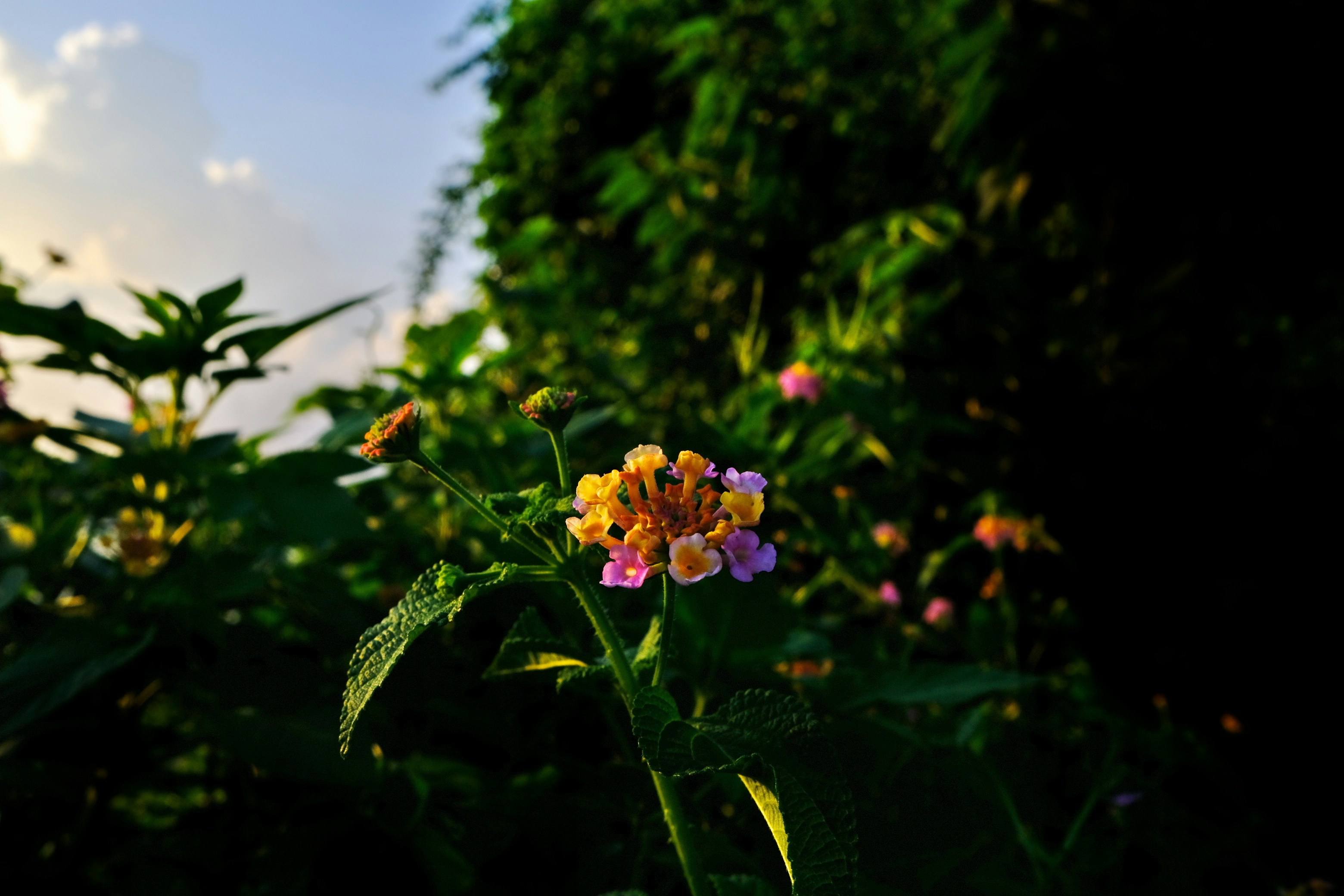 Photo by xiaoyueren