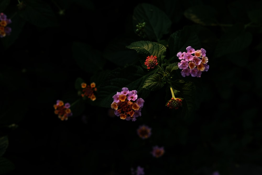 purple and yellow petaled flowers close-up photography