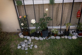 A small garden with various potted plants placed in front of a window. The plants are arranged in a row against a metal fence. There are several types of flowers, including white and pink roses, surrounded by smooth, decorative stones. The background features a window with patterned curtains, and to the side, a red decorative item hangs.