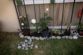 A small garden with various potted plants placed in front of a window. The plants are arranged in a row against a metal fence. There are several types of flowers, including white and pink roses, surrounded by smooth, decorative stones. The background features a window with patterned curtains, and to the side, a red decorative item hangs.