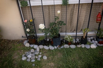 A small garden with various potted plants placed in front of a window. The plants are arranged in a row against a metal fence. There are several types of flowers, including white and pink roses, surrounded by smooth, decorative stones. The background features a window with patterned curtains, and to the side, a red decorative item hangs.