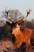 A serene early morning shot of a whitetail buck standing alert in a misty field.