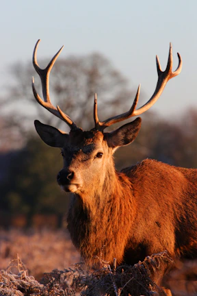 A serene early morning shot of a whitetail buck standing alert in a misty field.