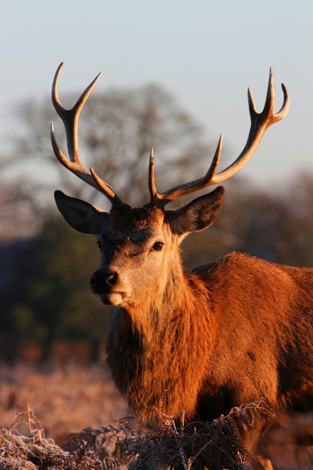 selective focus photography of deer