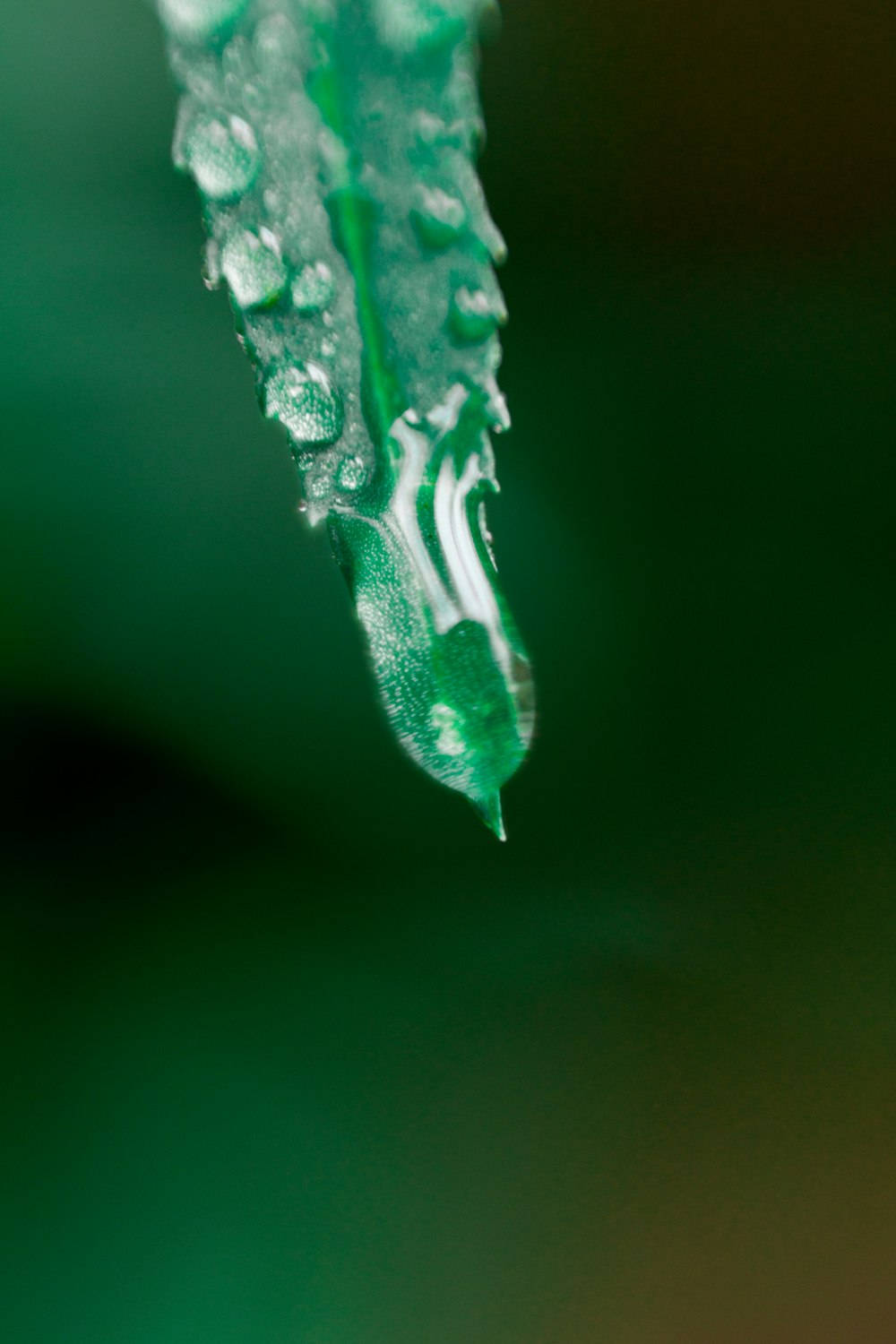 selective focus of water on a green leaf