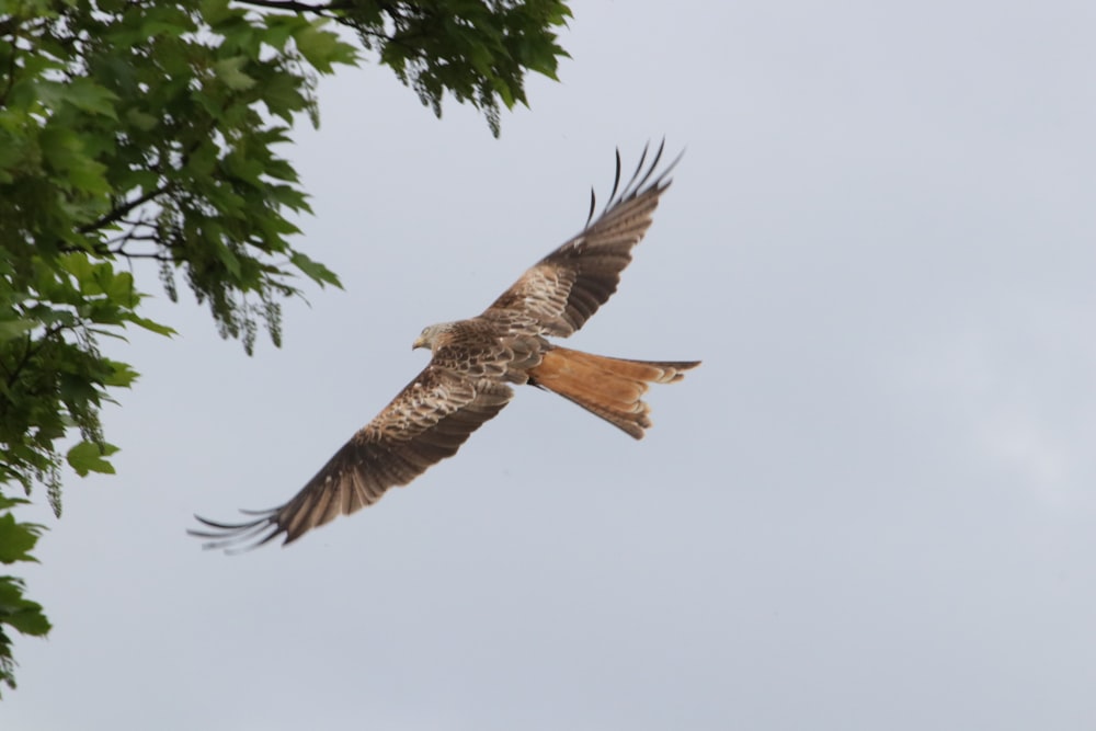 brown bird