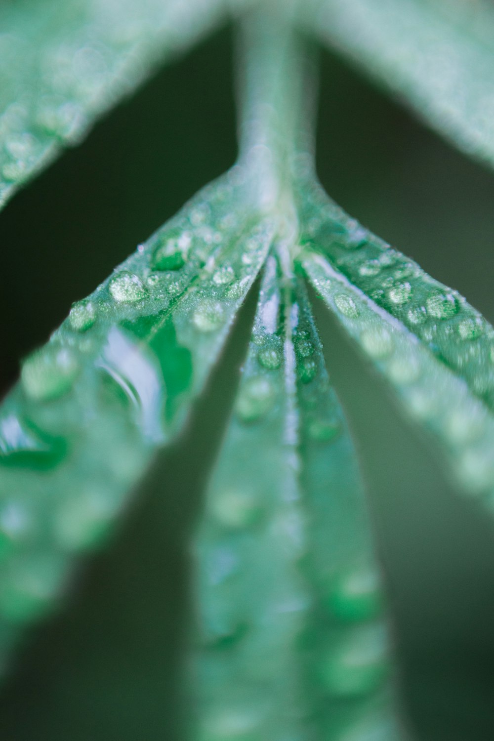 a close up of a green leaf with drops of water on it