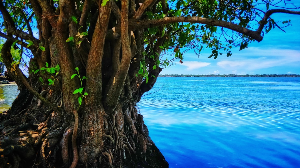Ancient mangrove trees with sprawling roots reach over calm blue tropical lake water under a bright sky - the kind of water garden setting Geoffrey Bawa mastered at Lunuganga