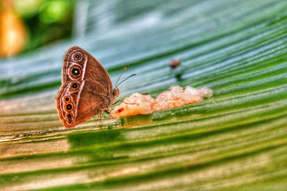 butterfly perched on green leaf