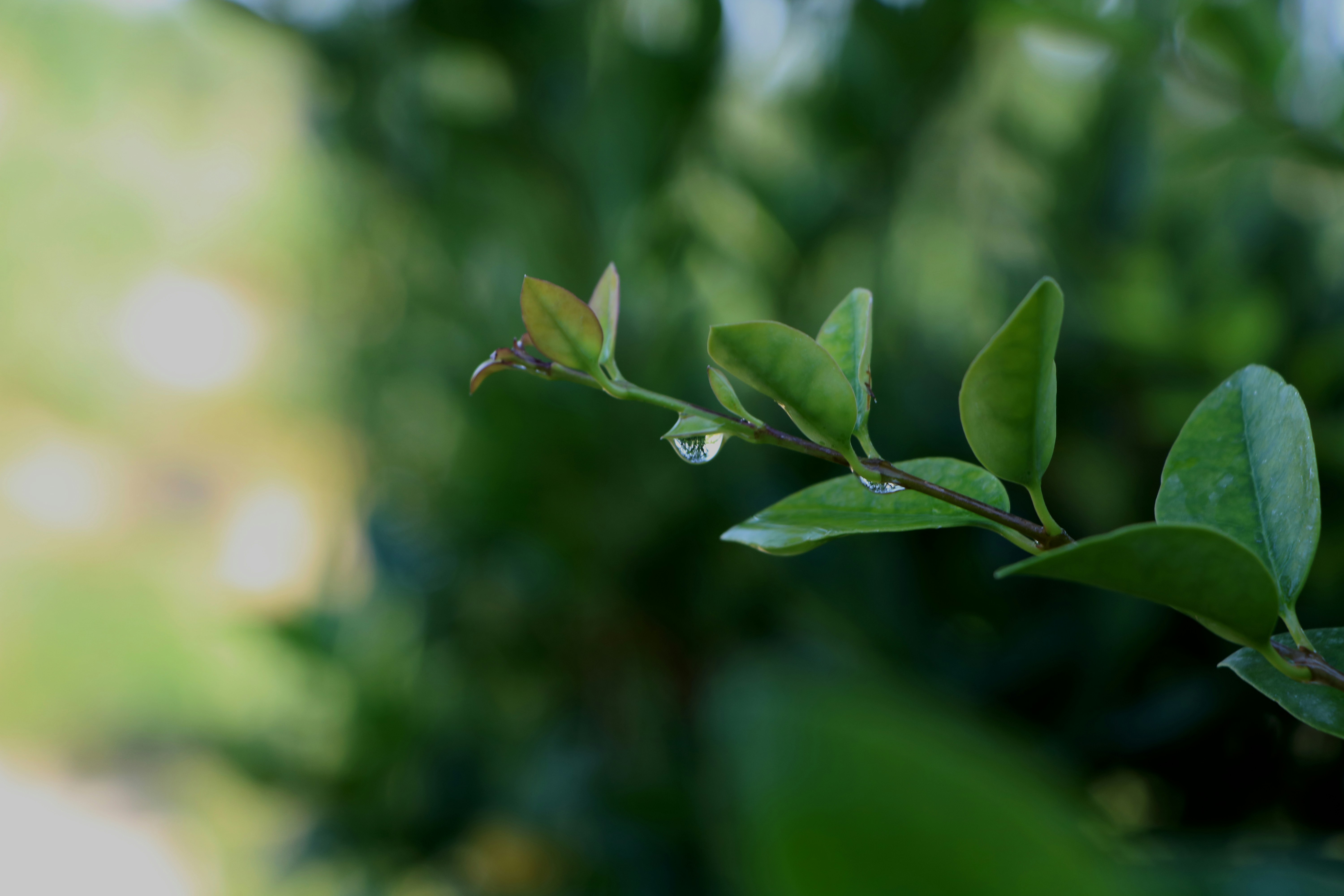 Photo by shaadiahmadi