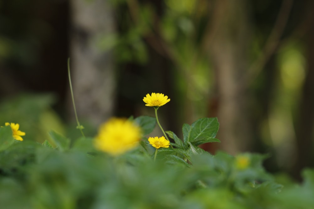 yellow petaled flowers