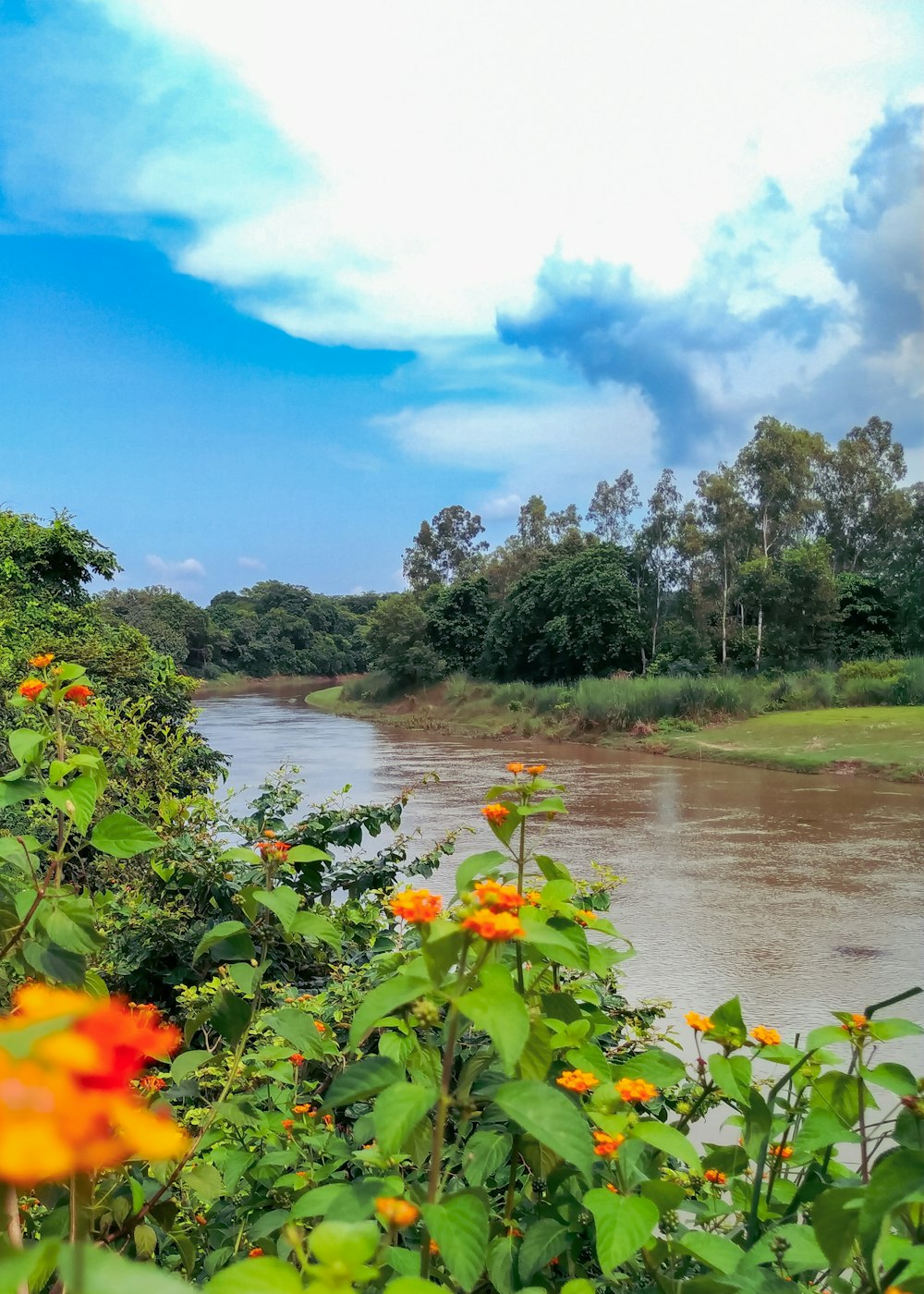 orange petaled flower beside river