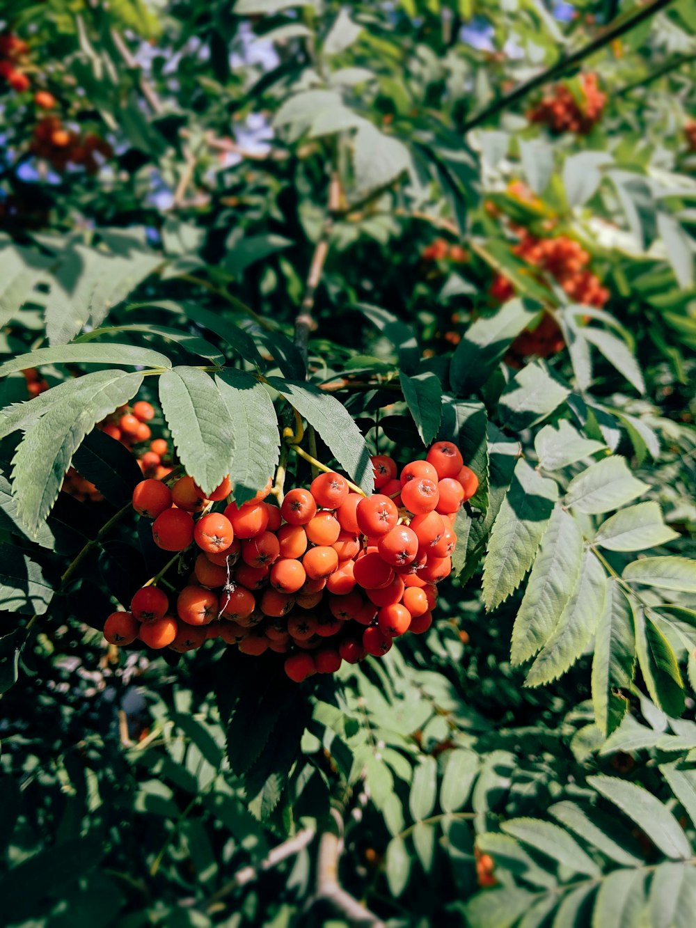 round orange fruits