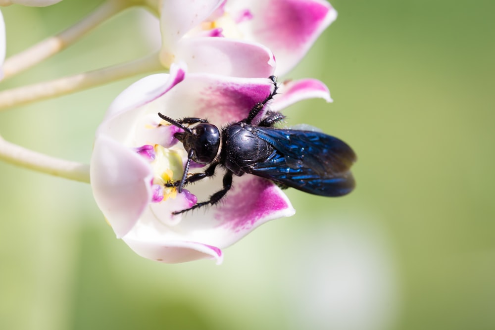 black and blue insect perch on purple petaled flower