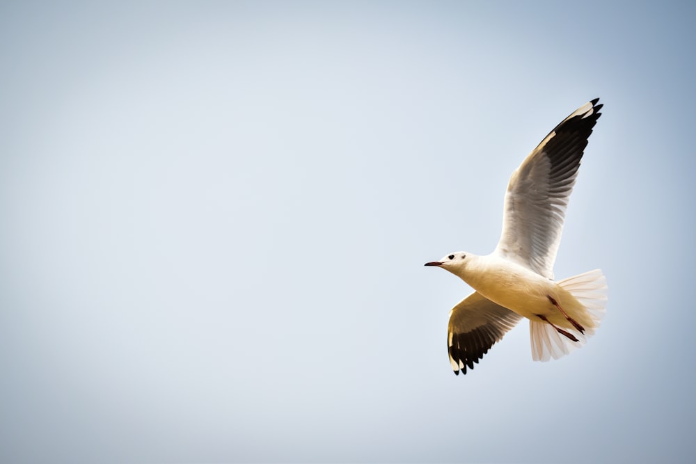 white and black bird close-up photography