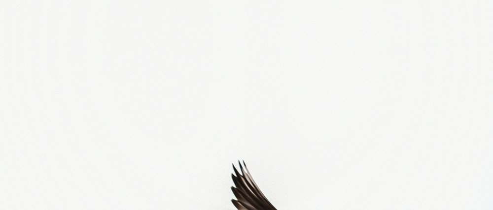 black and brown eagle illustration