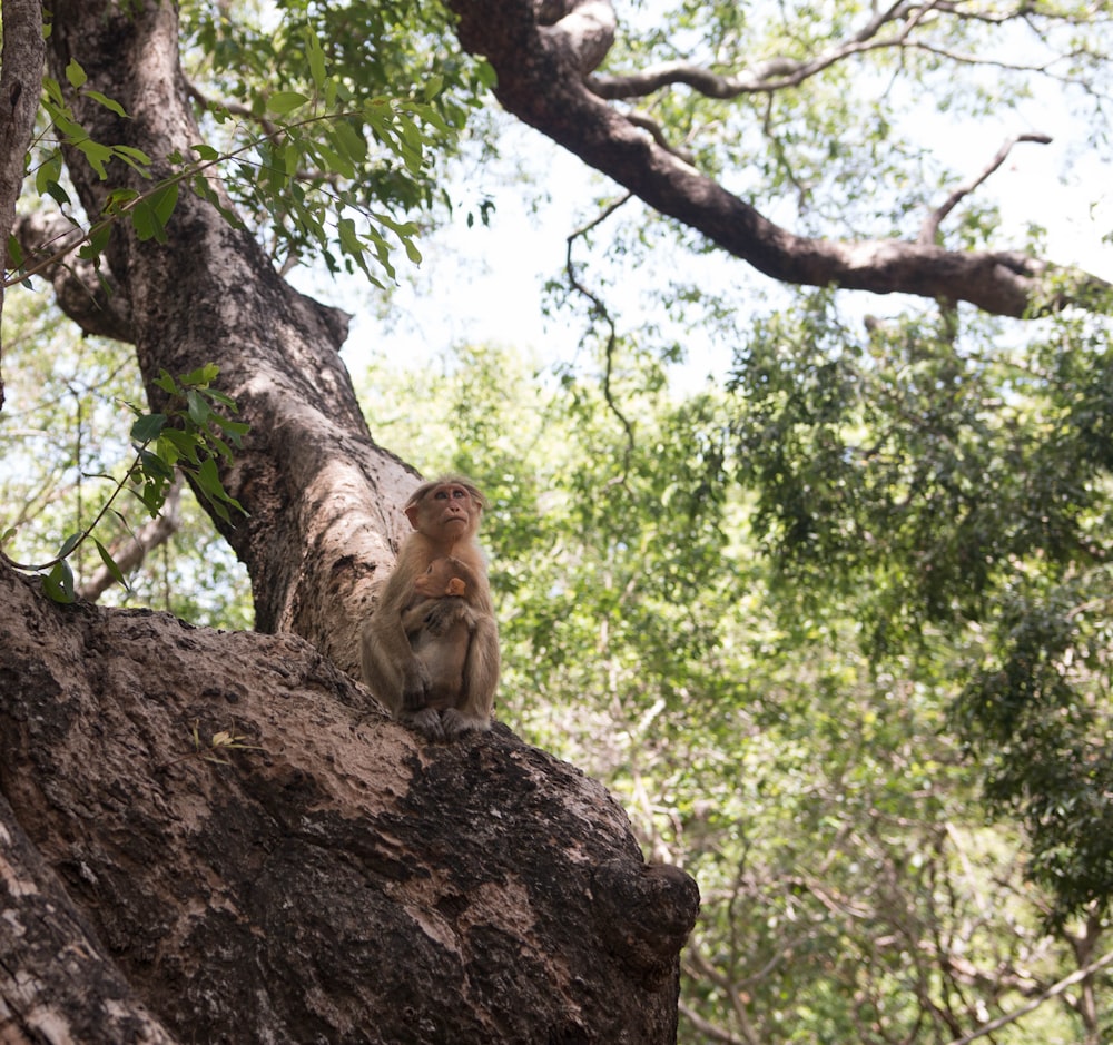 monkey on branch