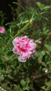 A close-up of a vibrant flower in a natural habitat.