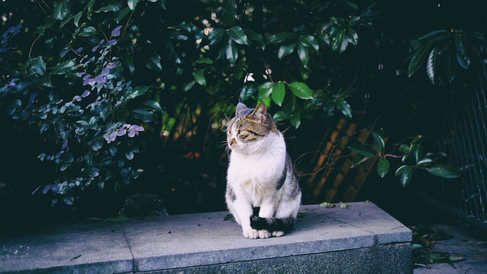 white and brown cat on concrete platform