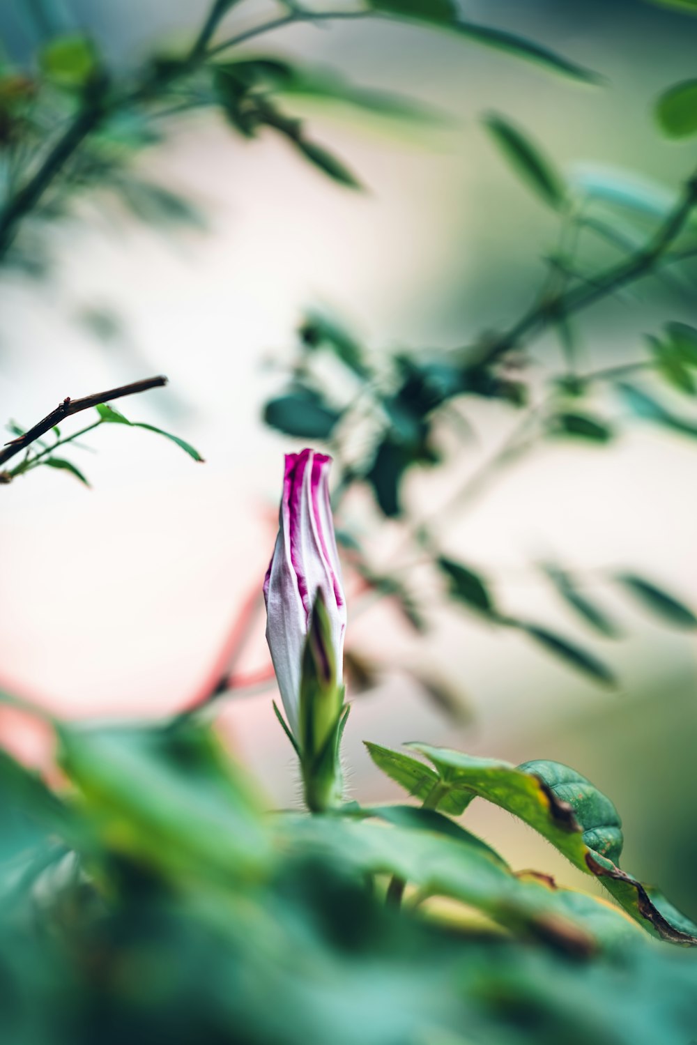 pink petaled flower