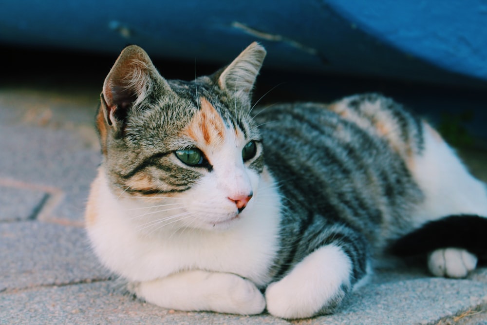 Gato marrón, blanco y gris