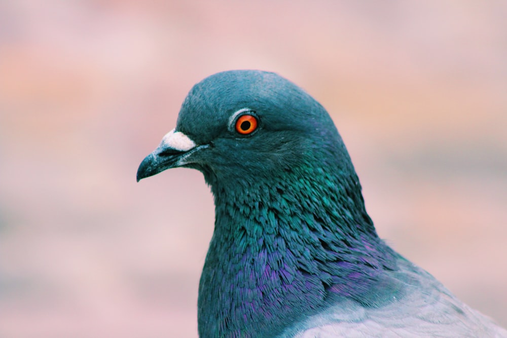 Graue und blaue Taube auf Fokusfotografie